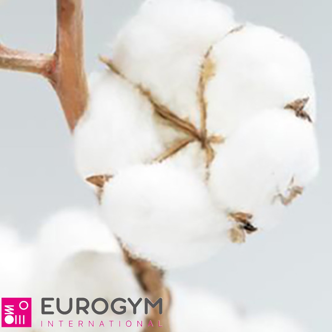 Adhesive Tape Strap 100% cotton Eurogym BAS-1 – Image 6